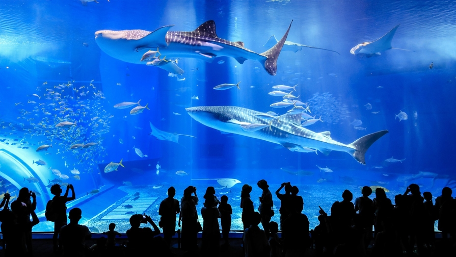 【ジンベイザメに会いに行こう！】沖縄美ら海水族館に行ってきたらい〜さ〜♪